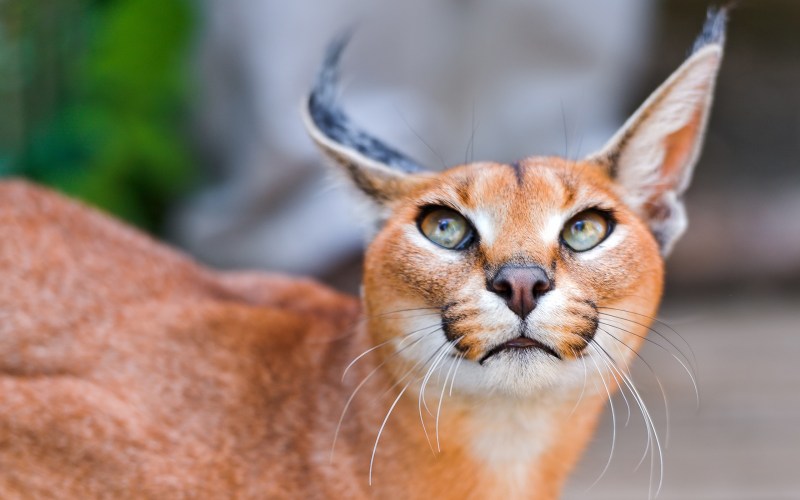 Каракал кошка