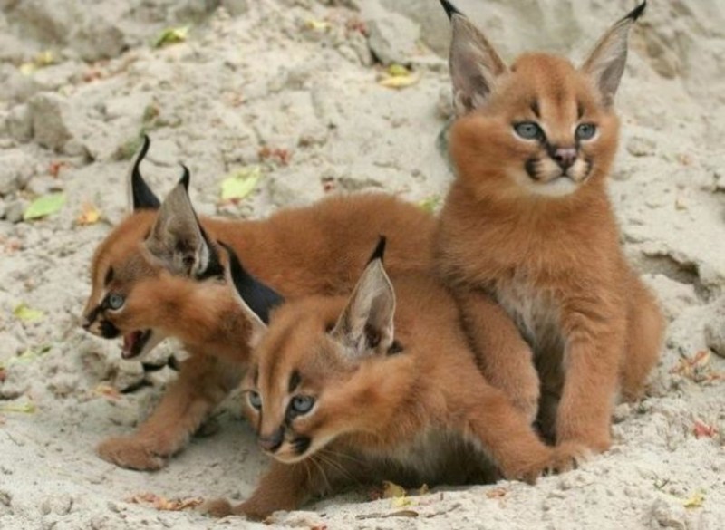 Каракал кошка
