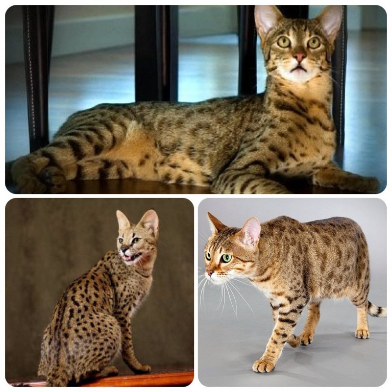 Котята породы Королевский Ашер