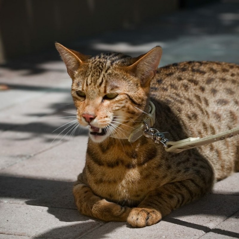 Королевская Ашера