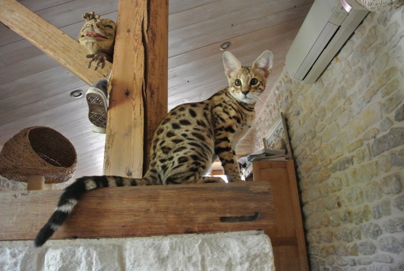 Саванна кошка белая