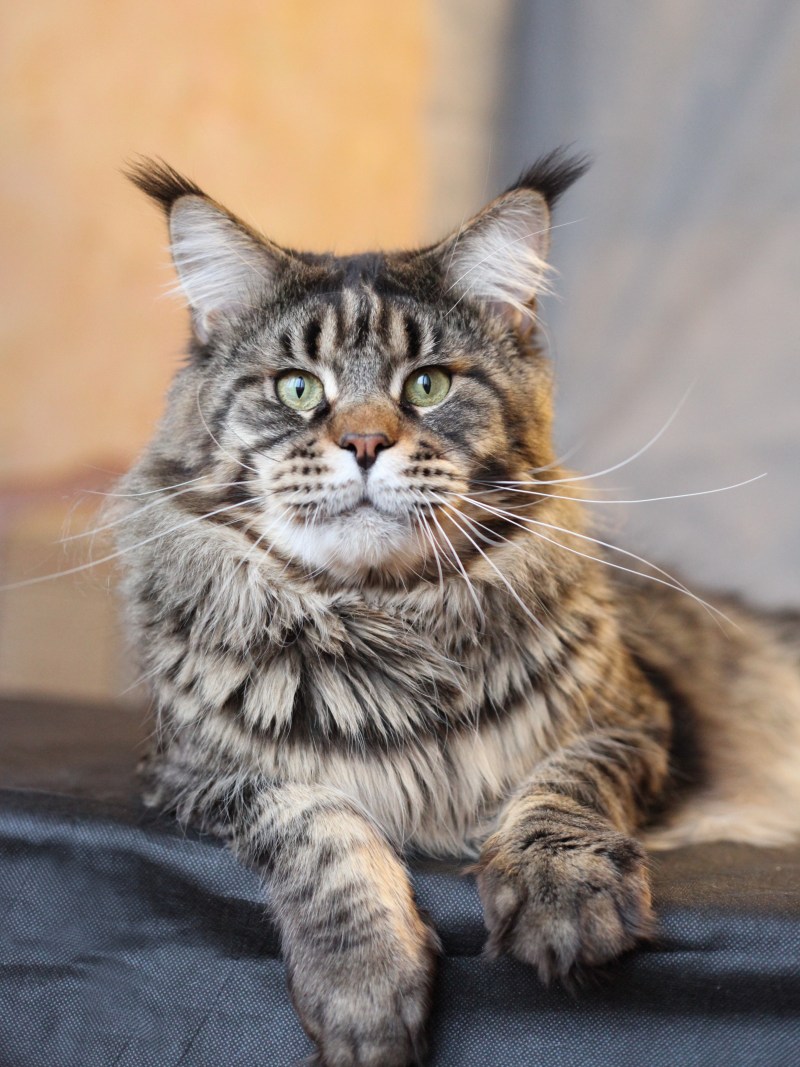 Кот Мейн кун