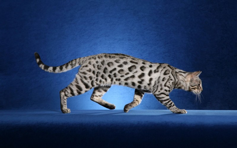 Кошка Ашера