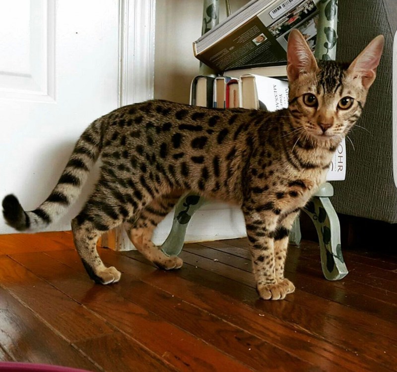 Саванна кошка f1
