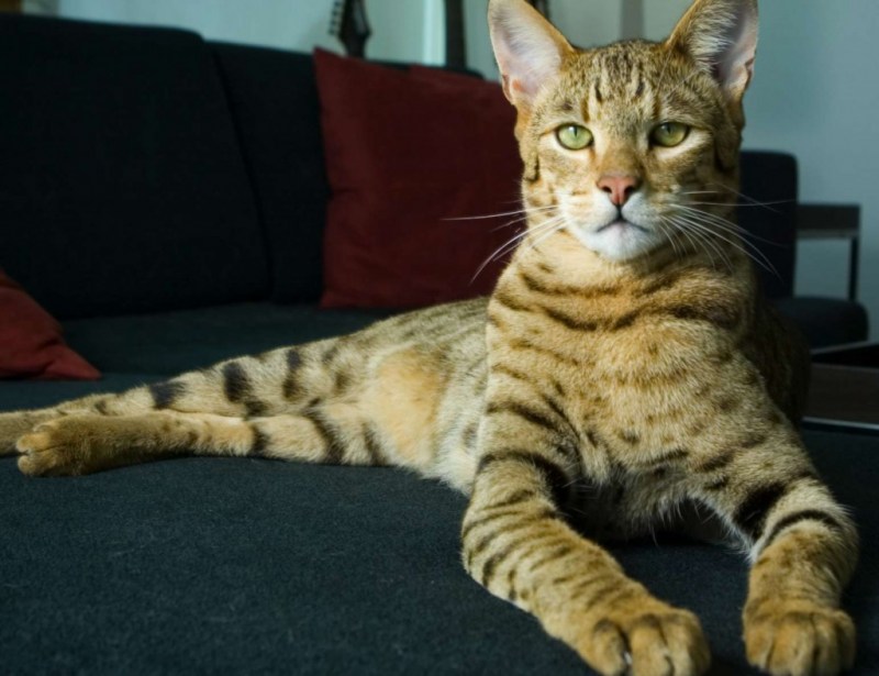 Кошка Ашера