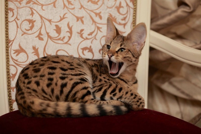 Кошка Ашера