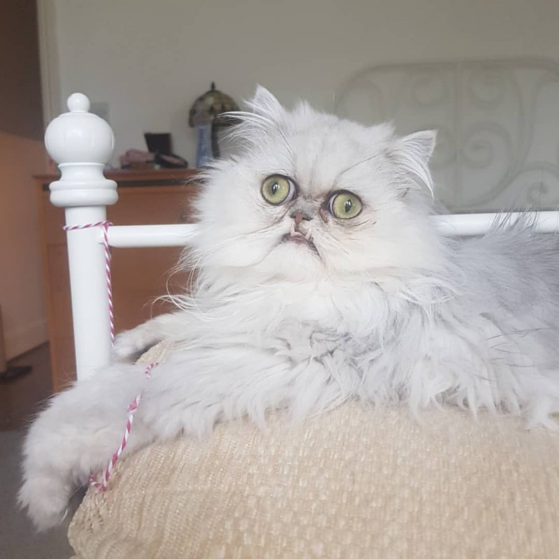 Кот Персидская шиншилла Вилфред