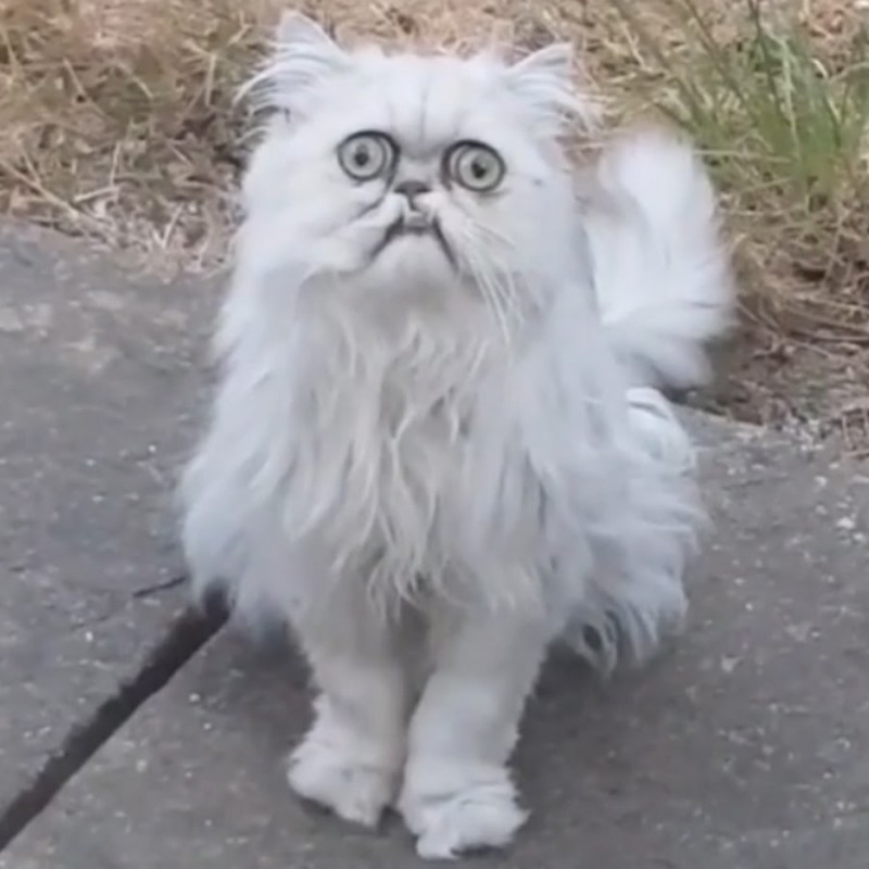 Страшный кот Уилфред