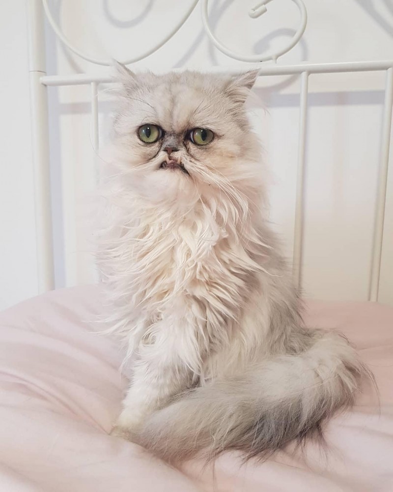 Кот Персидская шиншилла Вилфред
