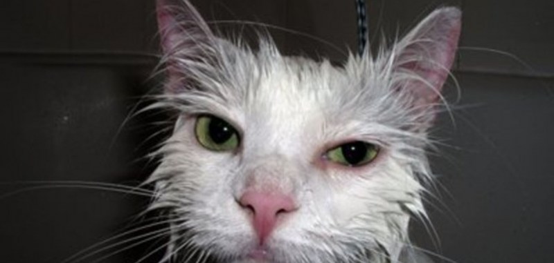Michael Rapaport Cat