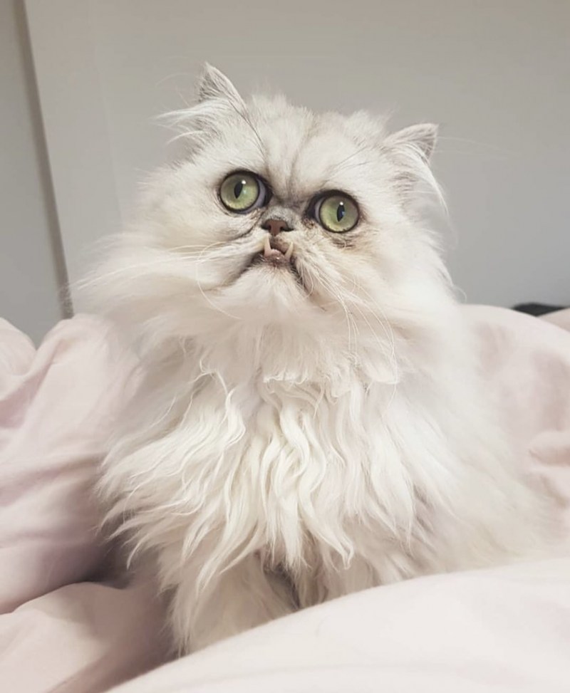 Кот Вилфред