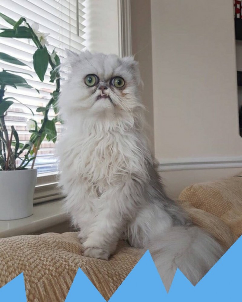 Кот Персидская шиншилла Вилфред