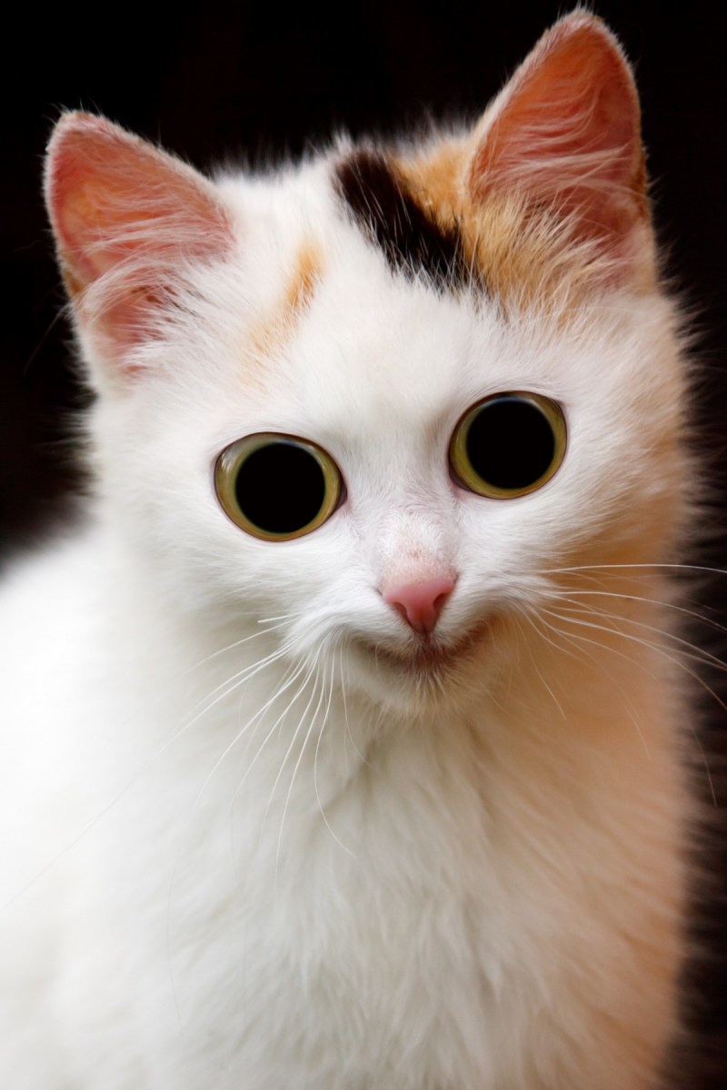 ЭПИЧНЫЙ кот