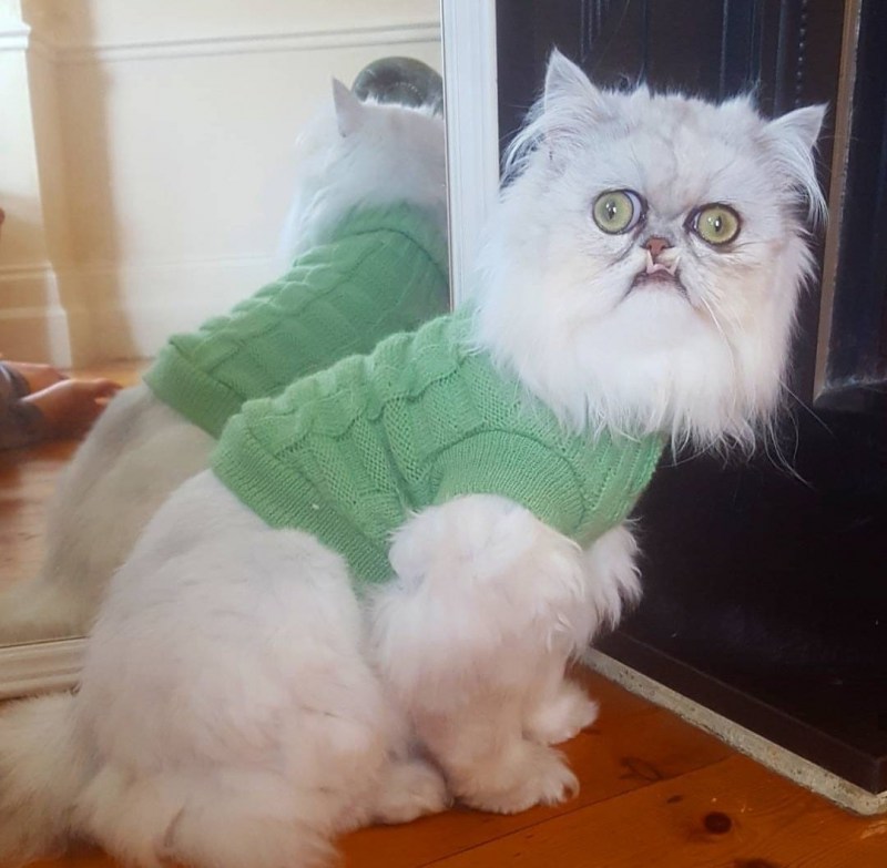 Злая белая кошка