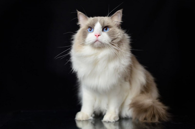 Рэгдолл кошка