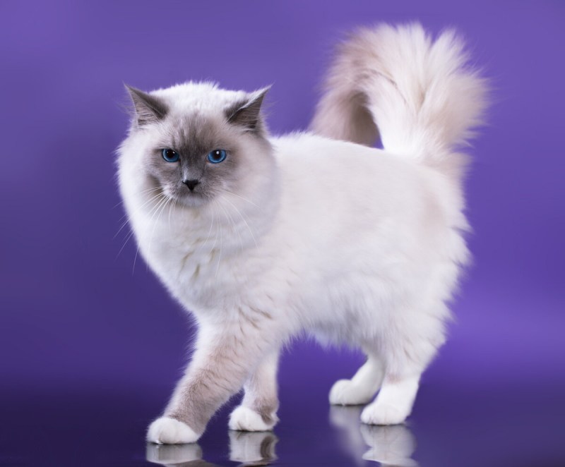 Рэгдолл кошка