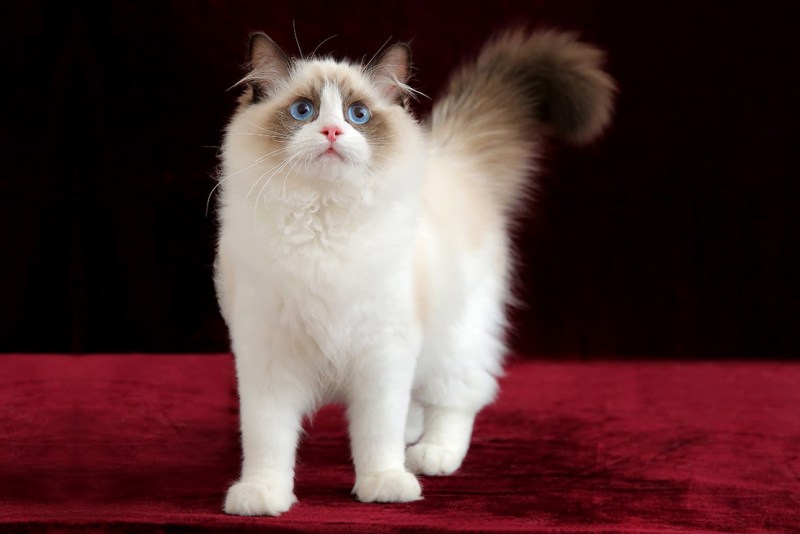 Котята породы Рэгдолл