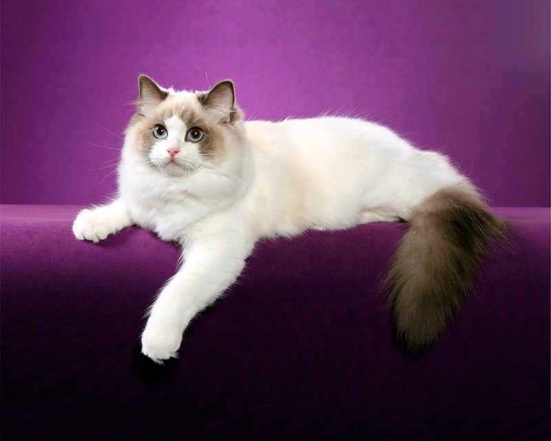 Кот Рэгдолл