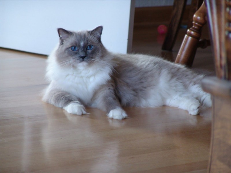Рэгдолл кошка миттед