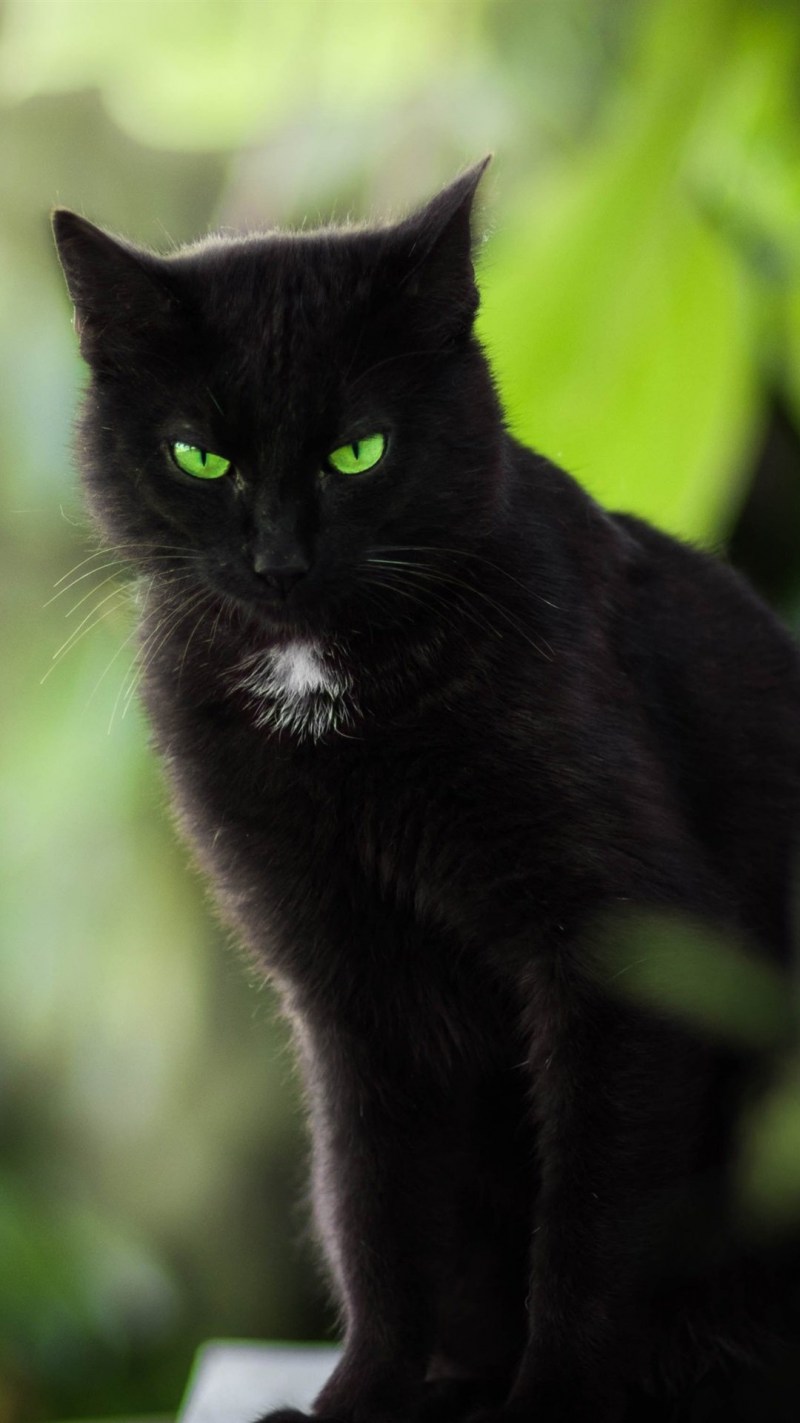 Коты с зелеными глазами
