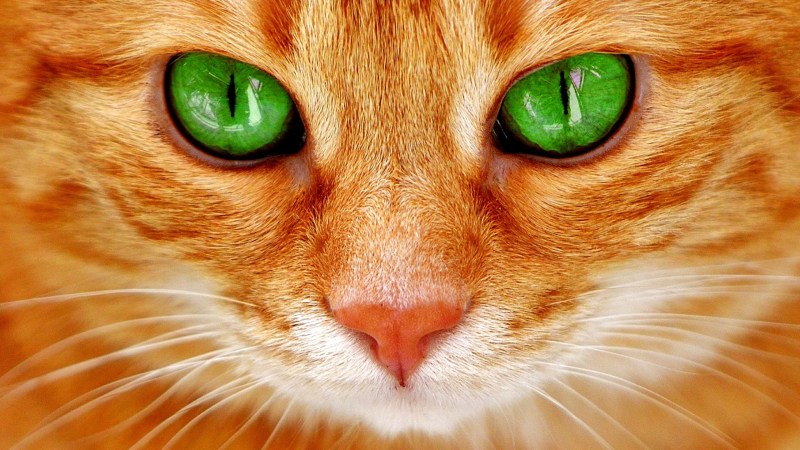 Абиссинец кошка коричневая