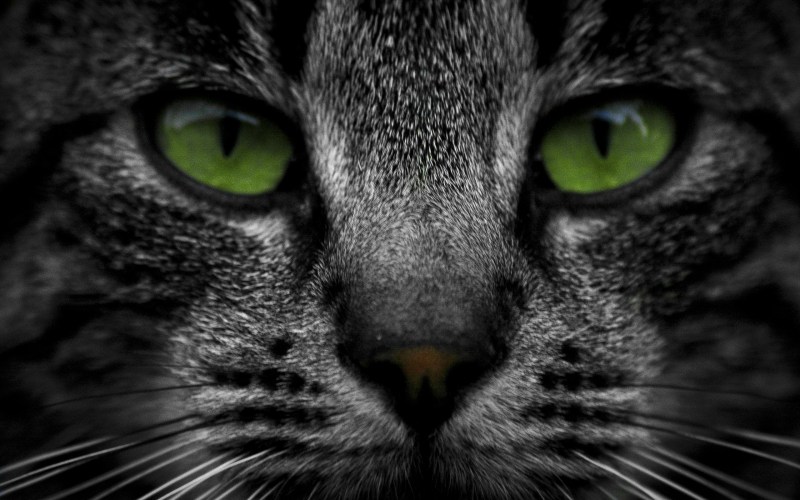 Зеленая кошка
