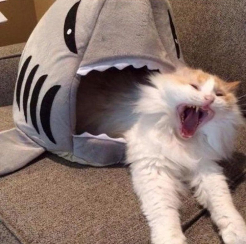 Котики ржака