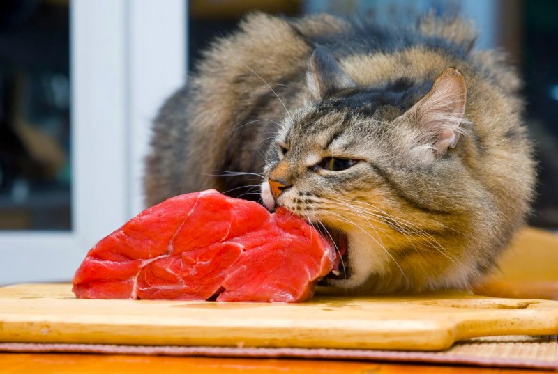 Котик кушает