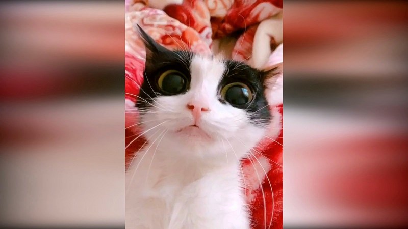 Смешные кошки 2019