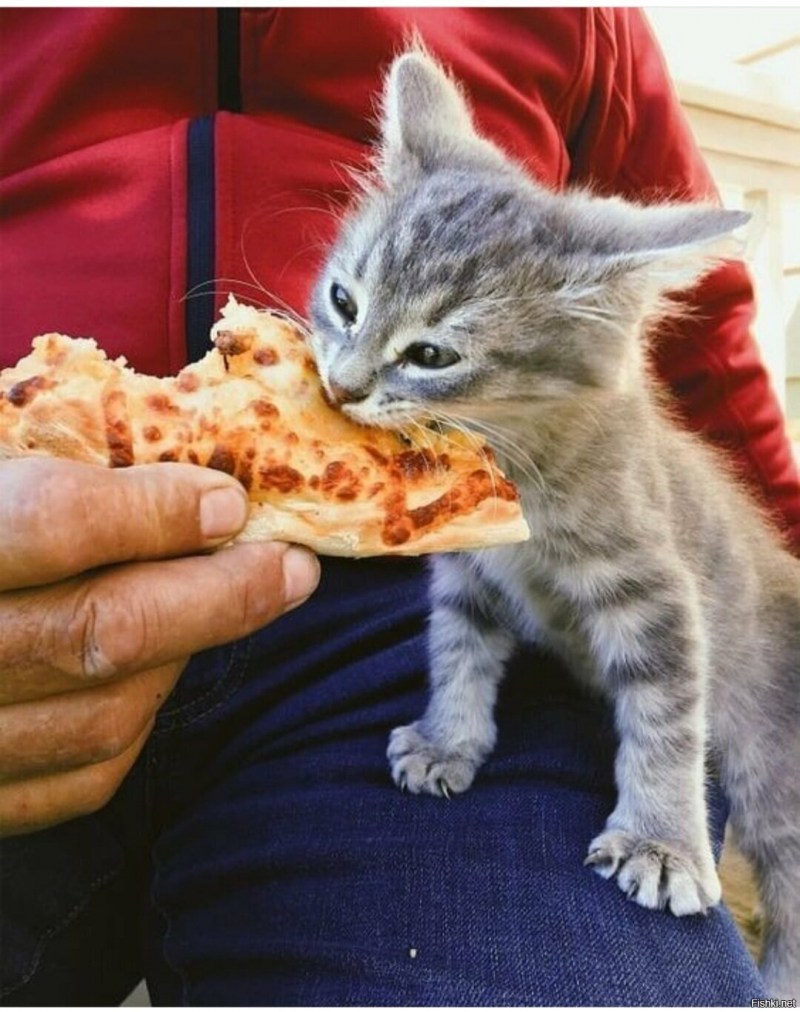 Кот с пиццей