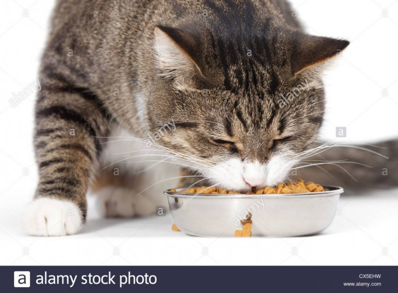 Кошка кушает корм