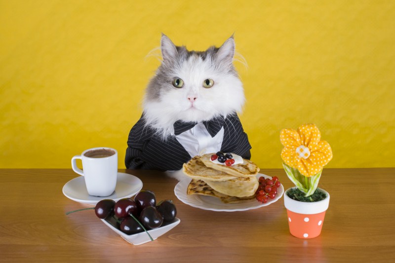 Завтрак с котом
