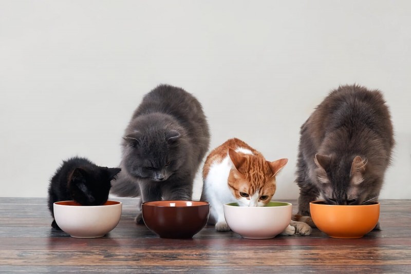 Корм для кошек