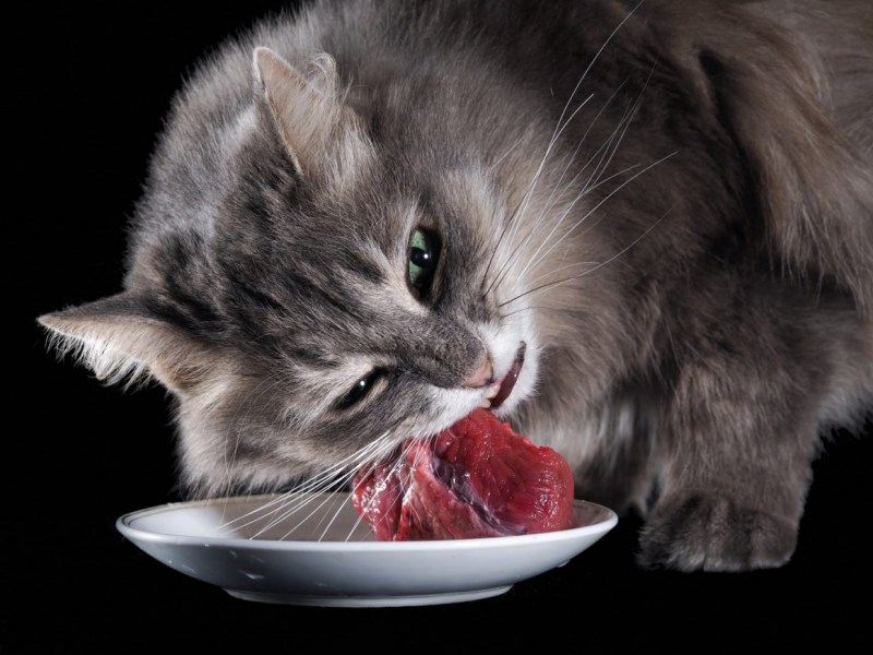 Кошечка кушает