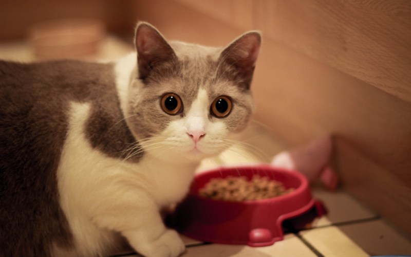 Котик кушает