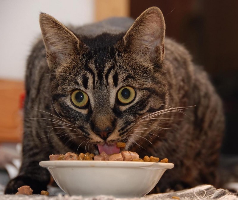 Котик кушает