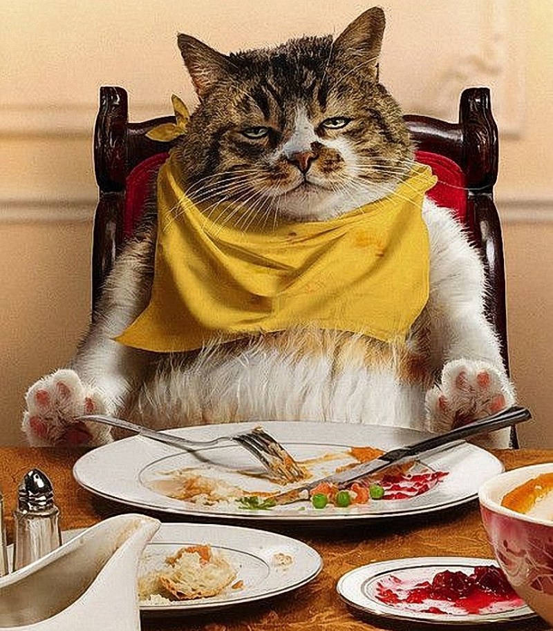 Еда для кошек