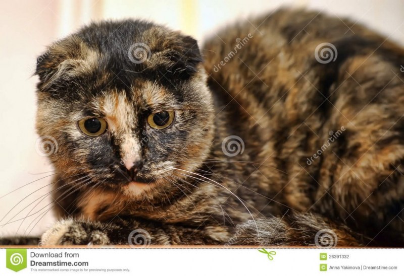 Котята шотландцы окрас черепаховый