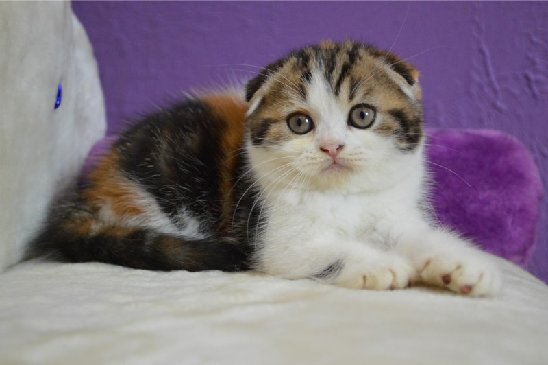Скоттиш-фолд Шотландская вислоухая кошка черепаховый окрас