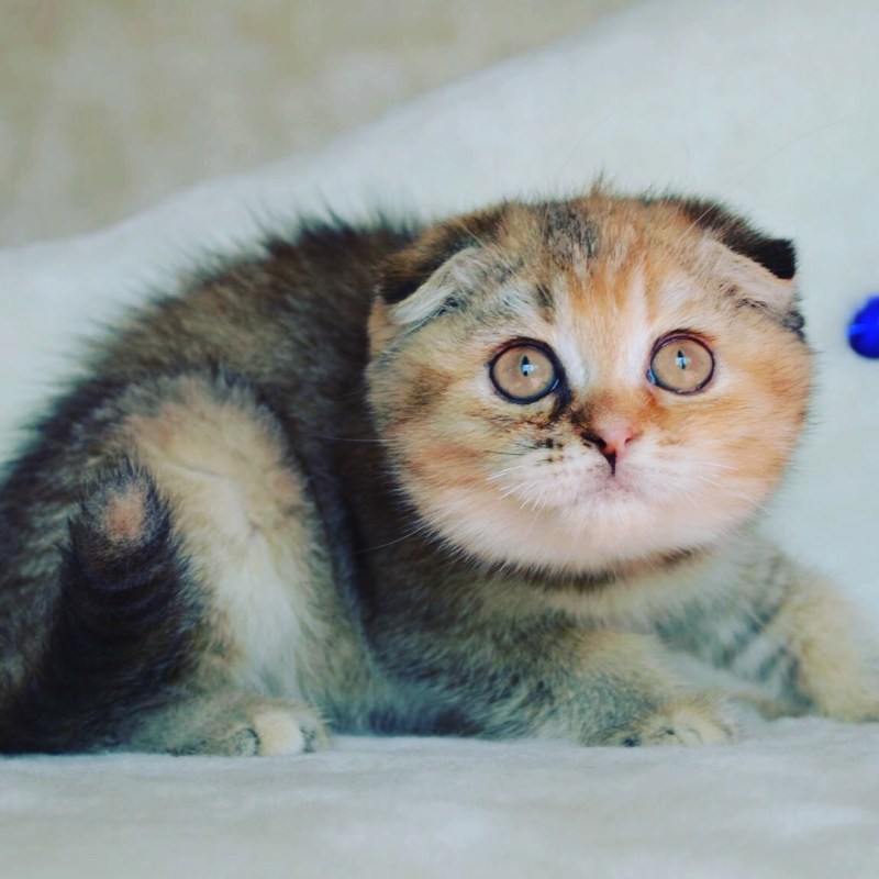Скоттиш страйт Калико