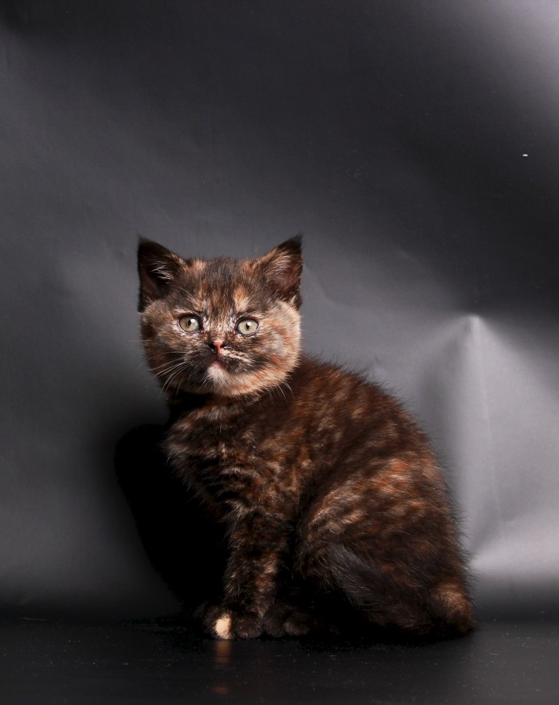 Шотландская вислоухая кошка Калико