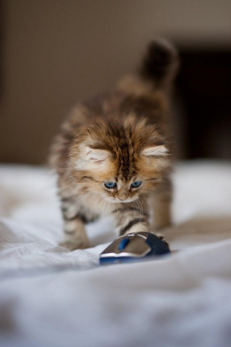 Самые милые котята в мире