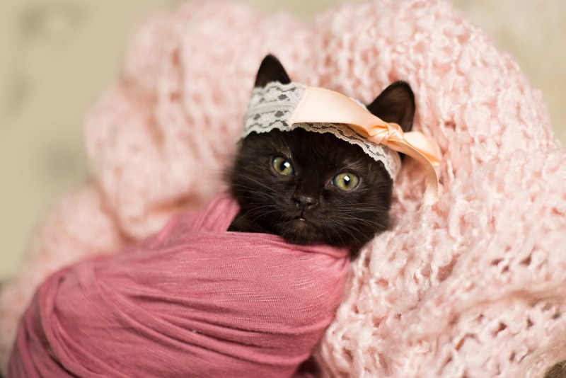 Самые милые котики в мире