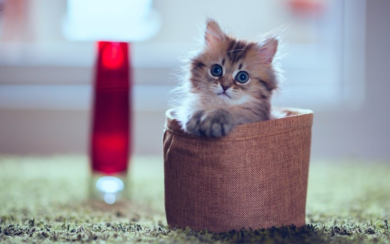 Красивые котята