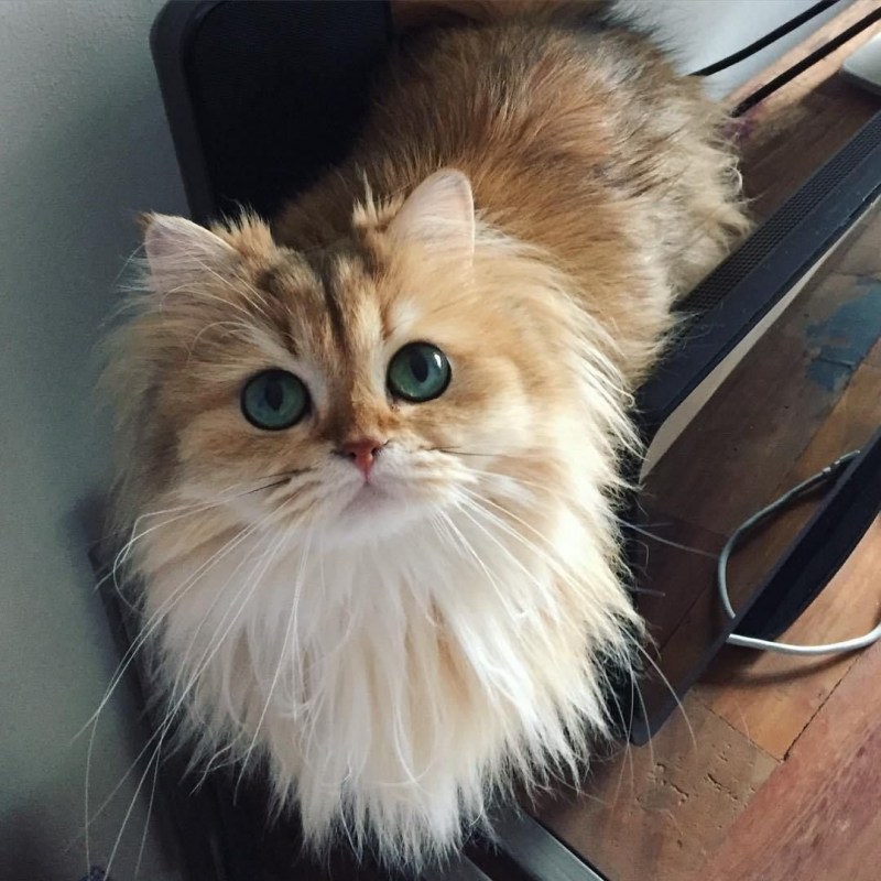 Топовые коты