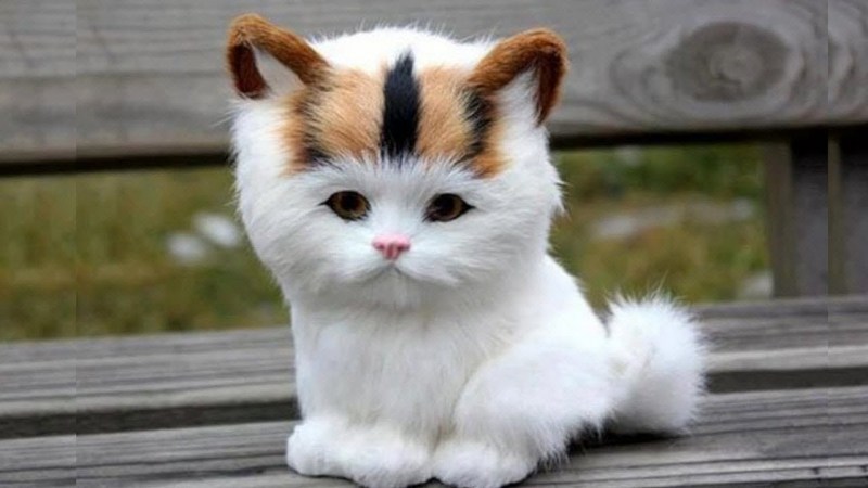 Самые милые коты
