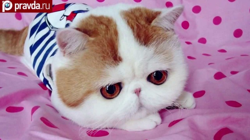 Самая милая кошка в мире