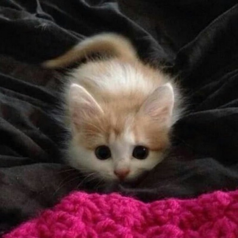 Милые котята