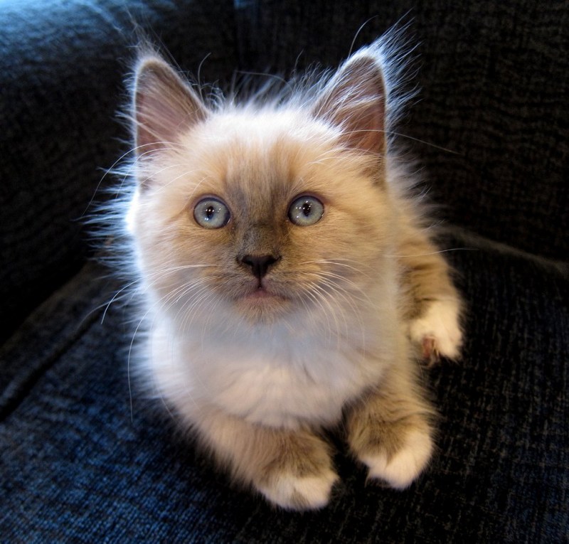Самые милые котики в мире