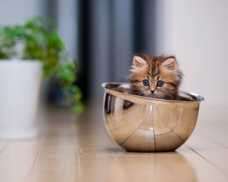 Самые милые котята